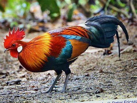 Red Junglefowl (Gallus gallus) - Tropical Bird in Southeast Asia