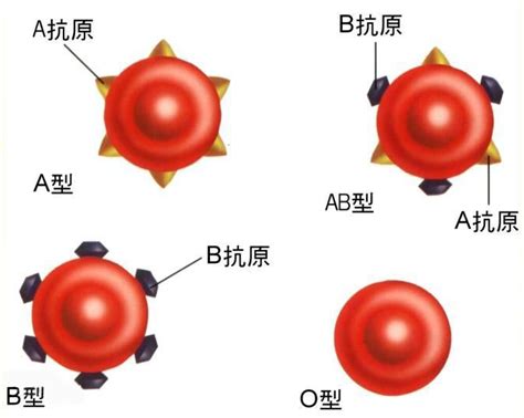 ABO血型的鉴定_火花资源