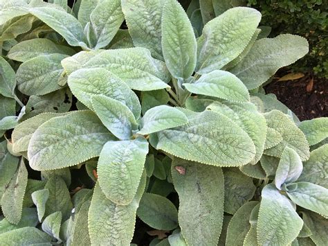 Lambs Ear Plant Spacing at Mary Maxfield blog