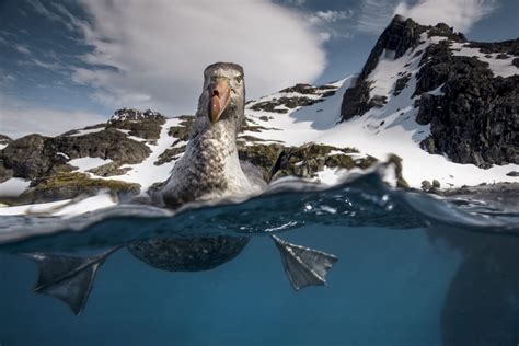 South Georgia Island Population