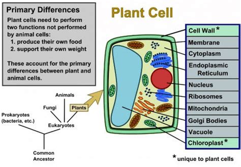 Diagrame of plant cell and animal cell - Class 9 PDF Download