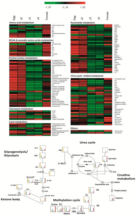 Differential Metabolic Profiles during the Developmental Stages of ...