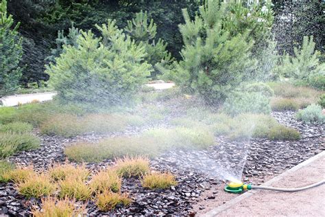 5 Essential Watering Tips to Keep Plants Thriving During a Drought
