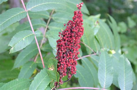 Poison Sumac – Identification | Walter Reeves: The Georgia Gardener