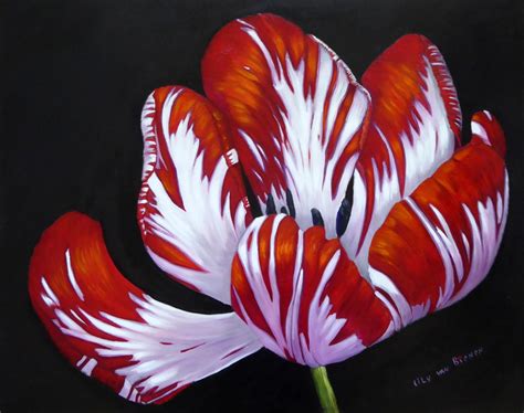 Semper Augustus Tulip, Painting by Lily Van Bienen | Artmajeur