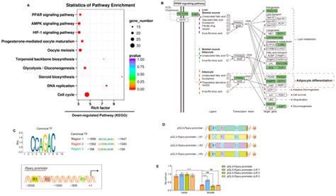 BMP8B Activates Both SMAD2/3 and NF-κB Signals to Inhibit the ...