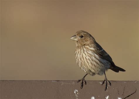 Birds Of California San Diego