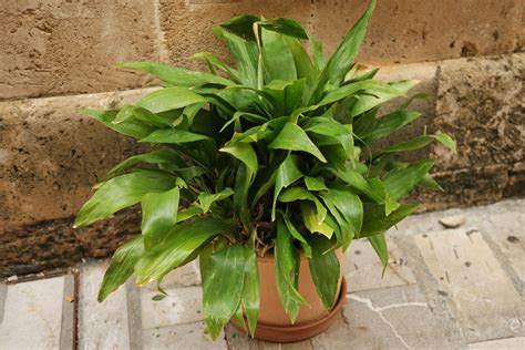 Aspidistra elatior