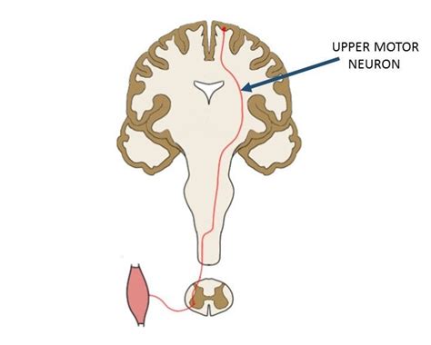 Image result for Upper Motor Neuron Function