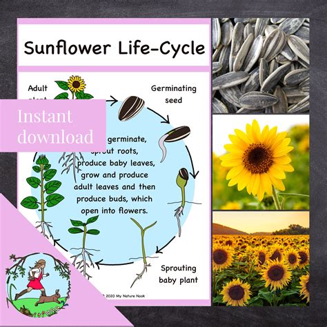 Sunflower Life Cycle Stages Explained at Fred Roman blog