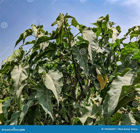 Beautiful Image of Bush Morning Glory Plants India Stock Image - Image ...