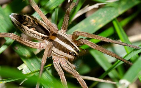 Texas Arachnids Comprehensive Guide To Identifying & Controlling