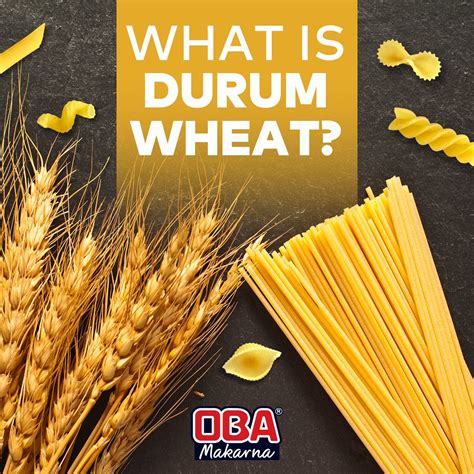 What is durum wheat and why OBA Makarna benefits? | OBA Makarna Global ...