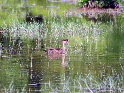 Indonesian Teal - eBird