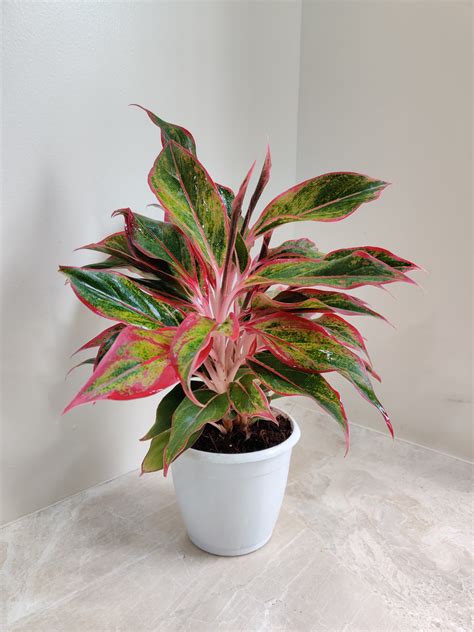 Buy Aglaonema Red Lipstick Plant - Air-Purifying Indoor Foliage | Easy ...