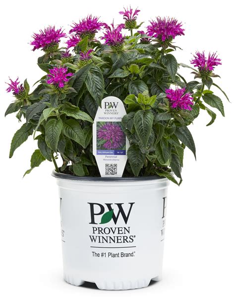 'Pardon My Purple' - Bee Balm - Monarda didyma | Proven Winners