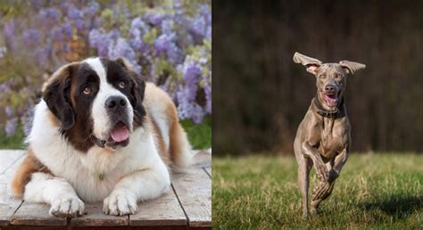 The laziest (and most active) dog breeds, ranked