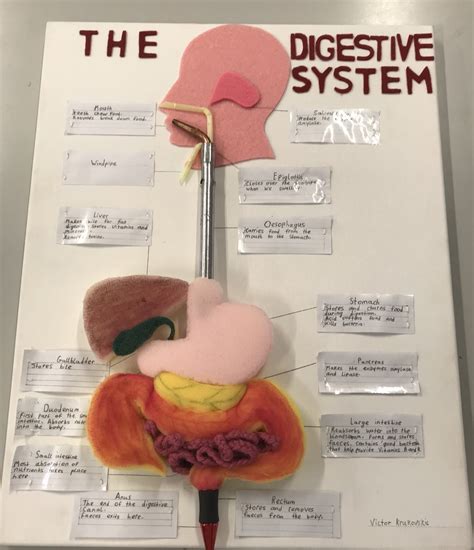 How to Make Digestive System Model 的图像结果