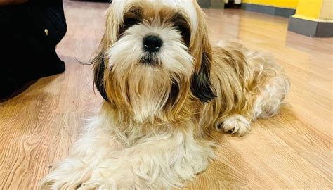 TWISTY TAILS, Chennai (Madras) - 17/38 Pycrofts Garden Rd, Nungambakkam ...