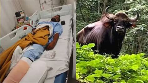 Bison attack in Idukki; one person seriously injured - KERALA - GENERAL ...