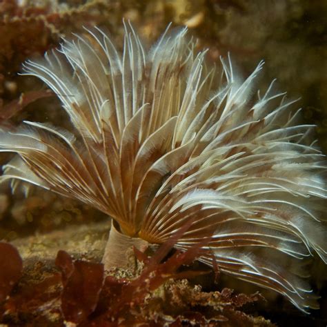 Biotic Component – Seamap Australia