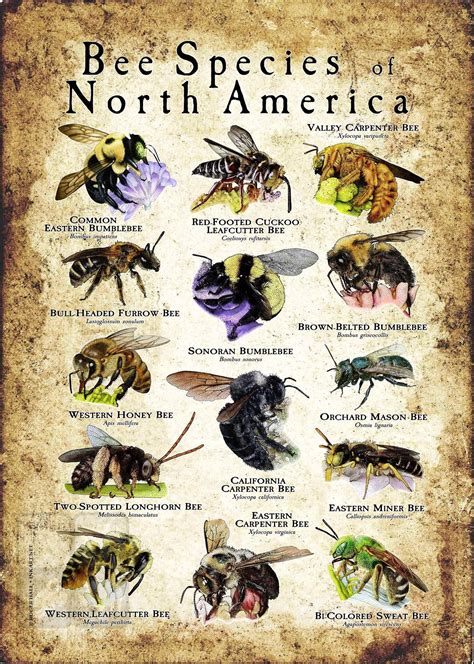 Bee Species of North America Poster Print - SIGNED BY ARTIST! - Etsy ...