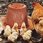 Image result for Raising Chickens
