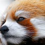 Image result for Cute Furry Wallpaper 1080P