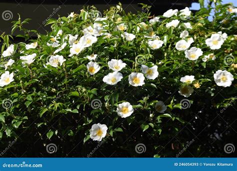 Cherokee Rose Rosa Laevigata Flowers. Stock Image - Image of laevigata ...
