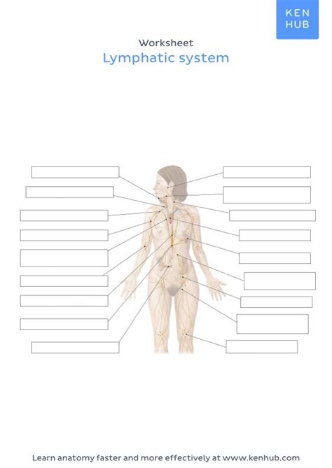 Image result for Lymphatic System Worksheet