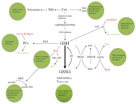 A Central Role for Thiols in Plant Tolerance to Abiotic Stress