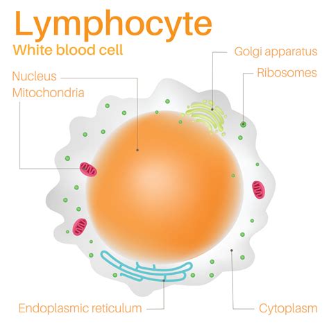 Image result for Lymphocytes Cell Labeled