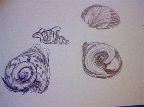 Image result for Biro Drawing Shell