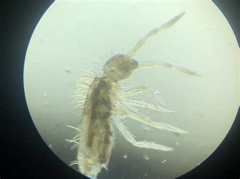 Image result for Spring Tails