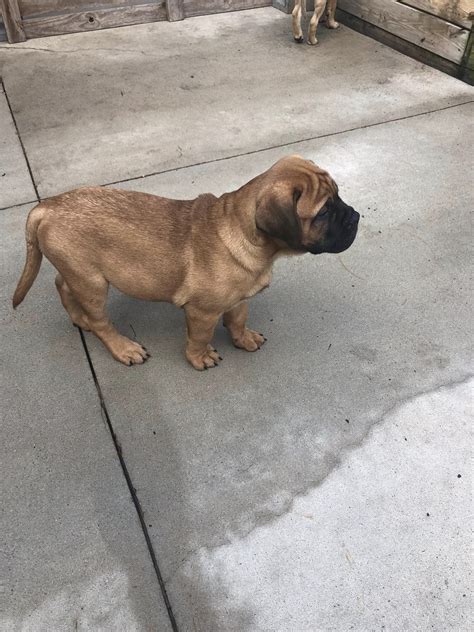Buy English Mastiff Puppies for Sale in Delhi NCR, India