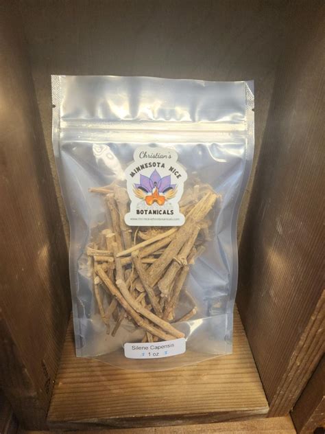 Buy Silene Capensis | Shop African Dream Root | MN Nice Botanicals – MN ...