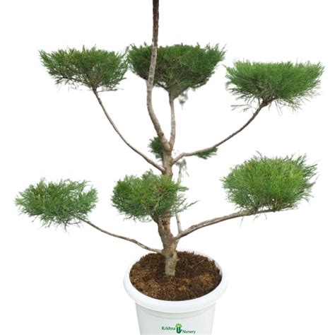 Casuarina Topiary Plant