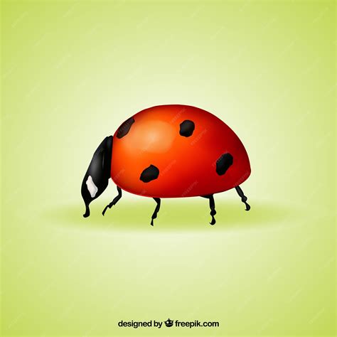 Image result for Ladybug Realistic