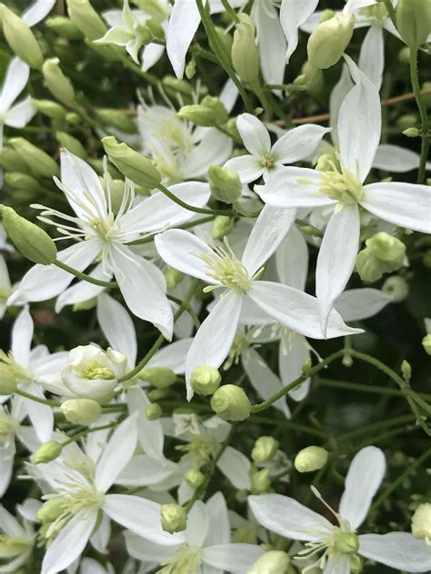 Fragrant Sweet Autumn Clematis