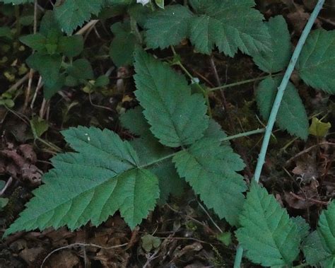 Rubus Ursinus