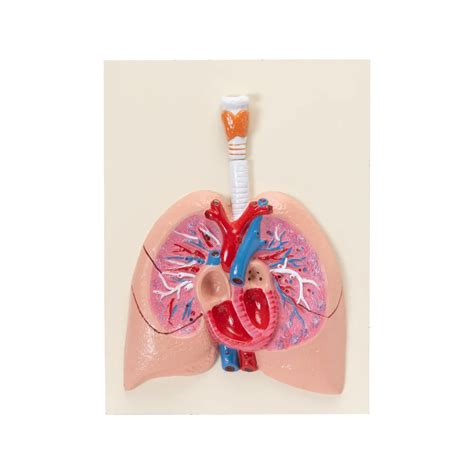 Shop Human Heart with Lungs & Larynx Model – Advanced Anatomy Display