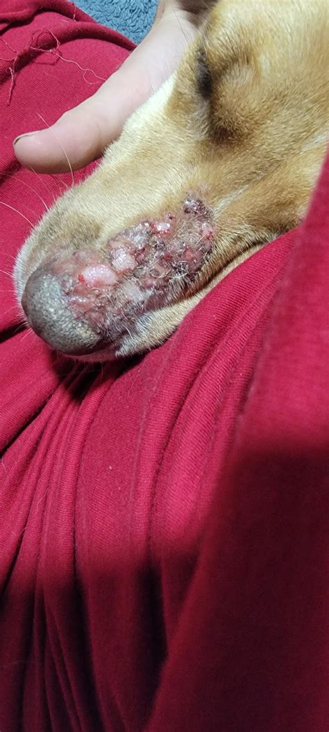 Poison Ivy On Dogs Nose