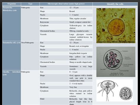 Image result for Stool Analysis Procedure