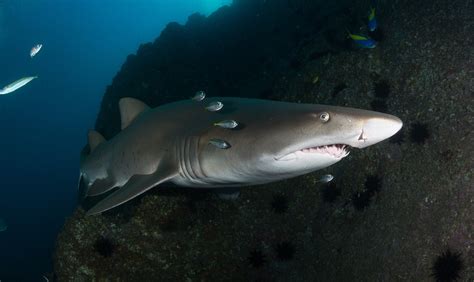 Fact File: Grey nurse shark (Carcharias taurus) - Australian Geographic