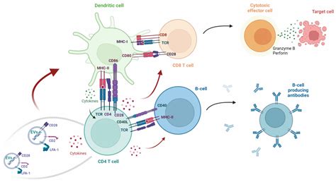 Mannose and Lactobionic Acid in Nasal Vaccination: Enhancing Antigen ...