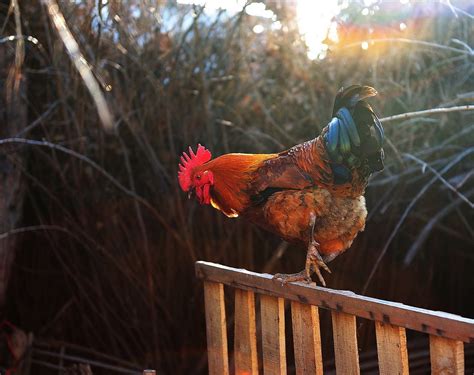 【一只漂亮的大公鸡摄影图片】生态摄影_太平洋电脑网摄影部落