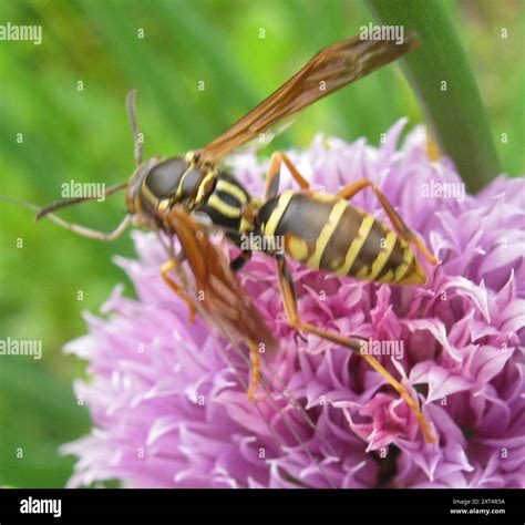 Northern Paper Wasp (Polistes fuscatus) Insecta Stock Photo - Alamy