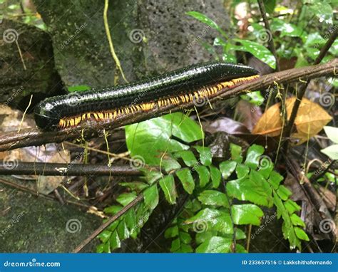 Giant Millipede in the Rainforest of Sri Lanka Stock Photo - Image of leaf, invertebrate: 233657516