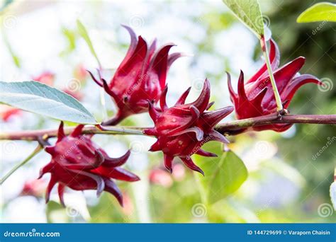 Hibiscus Tea (Hibiscus Sabdariffa) Flower And Sepals Dried For I ...