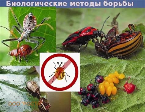 Борьба с насекомыми-вредителями: химические средства защиты садовых и ...